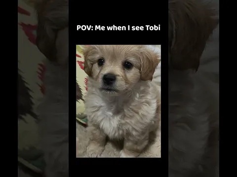 #7x7 #cute #shorts #viral #speed #tobi #dog 
