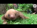 Why Do Baby Sloths Squeak