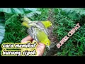 Download Lagu Memikat Burung Cipoh Yang Susah Turun | Cipoh Gacor (Tutorial)