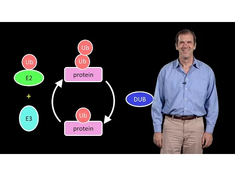 Deshaies 1 A primer on the ubiquitinproteasome system