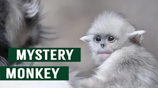 Mistaken For A Monster The Lost Mystical Monkeys of Shangri-La