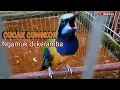 Download Lagu CUCAK CUNGKOK GACOR, MANTAP BUAT MASTERAN.PANCINGAN BUAT CUCAK CUNGKOK BAHAN IKUT GACOR