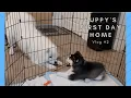 Samoyed Husky Mix Samsky Puppy s First Day Home Vlog RufioTheCloud