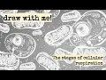 Draw With Me Cellular Respiration Overview