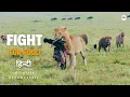 Lagu Fight for Food - हिन्दी डॉक्यूमेंट्री | Wildlife documentary in Hindi