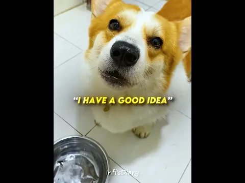 This Dog Brings Something Special 🤭😂 #shorts