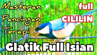 masteran gelatik batu gacor full isian cililin