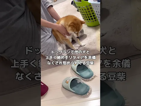 ドッグランで他の犬との絡み方が分からずそのまま撃沈して慰められてる豆柴いた #豆柴 #柴犬 #shorts