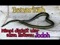 Download Lagu Mimpi digigit ular akan menemukan jodoh????