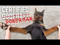 Download Lagu Leven met een Dobermann: 24 uur chaos (uur na uur)