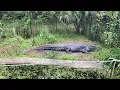 BOTE DE AIRE WILD BILLS AIRBOAT INVERNESS FL