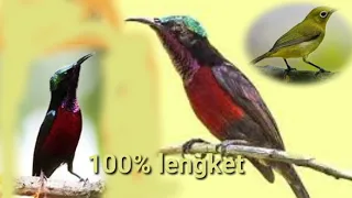 Download Suara pikat burung kecil anti Zonk | dijamin ampuh MP3