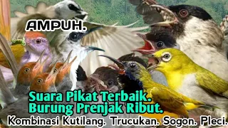 suara pikat prenjak ribut kutilang trucukan sogon pleci ampuh 
