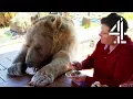 Download Lagu Breakfast With Your Pet Bear | Bear About The House: Me \u0026 My Supersized Pet
