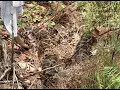 Catching a 14 foot python and getting bitten