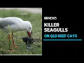 Seagulls are like ruthless killers affecting biodiversity off Central Queensland coast ABC News