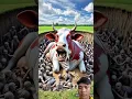 Download Lagu #animals #hindi #horror #movie #funny #ai #trending #rescue #nutshellgroup #cow#animals #shorts#ai