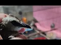 Download Lagu BELI BURUNG TRUCUKAN OMBYOK DI MALAM HARI, ADA TIPS MEMILIH TRUCUK JANTAN