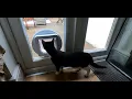 A Very Wet Day Fitting Cat Flaps
