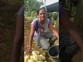 Download Lagu Colhendo Chuchu com o Coração Cheio de Gratidão.