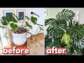This is a better way to propagate your Monstera