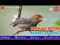 Download Lagu Masteran Suara Prenjak Betina Gacor Nembak Panjang, 100% Ampun dan Cepat Masuk.