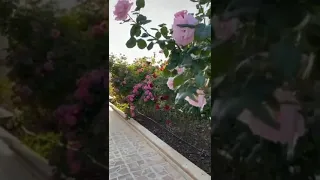 زهور البيت دندنها