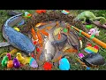 Download Lagu Mancing ikan hias di kolam, ikan lele besar, ikan koi, ikan cupang, ikan mas, kura kura, ayam, bebek