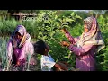 Download Lagu Panen pokak \u0026 Daun bawang, Tumis pokak teri anti Langu super enak, bakwan tempe, ayam goreng