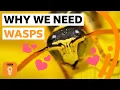 Why wasps are just as wonderful as bees BBC Ideas