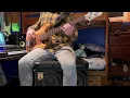 [BASS COVER] The Elovaters - Gardenia (feat. Stick Figure)