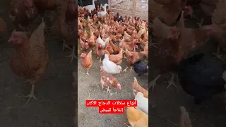 أنواع سلالات الدجاج الأكثر إنتاجا  للبيض مشروع تربية الدجاج البلدي  دجاج الفيومي  الدجاج  البلدي دندنها