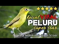 Download Lagu Joss Gacor Kecial Kuning Viral  Bikin Rajin Joss, 10 Agustus 2024