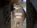female quail, Madi Batair ki kirak// #batair #bird #quailhunting #birdhunting #nature