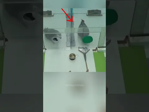 Enseñar a las aves el capitalismo tuvo resultados inesperados 🦜🐒💰