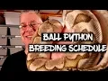 Ball python breeding - The schedule of events