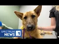 Dowdy Ferry Road Abandoned Dog Famous Amos Gets Adoption Interest