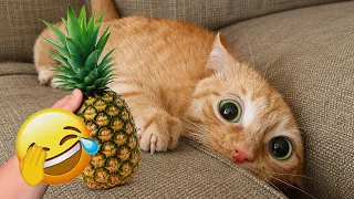 Try NOT To Laugh ๐ Funniest Cats and Dogs Videos of 2026 ๐ง