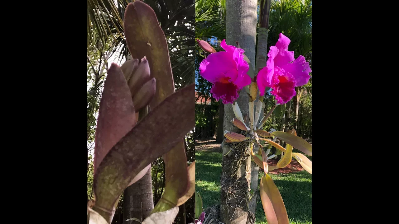 CATTLEYA ORCHID UPDATE! NEW BLOOMS! ORCHIDS ON TREES, ORCHID CARE, ORCHID DIVA