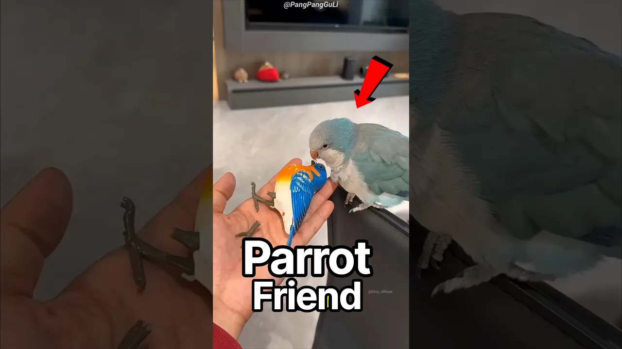 Parrot Saves Friend