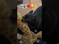 Download Lagu #gigiunaperritafifi #gigi❤️🥰 #funnydog #chihuahuapuppy #pets