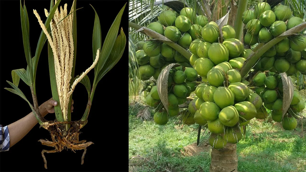 Unique​ Technique : Grafting Technique Makes Coconuts Grow Faster and Bear More Fruit