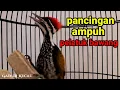Lagu pancingan pelatuk bawang ..!!! ampuh