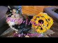 Download Lagu Spotlight on Mae! Get to Know Our Sweet \u0026 Odd Tortie Cat!   #catlovers #cats