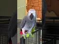 Lagu Giz tried to cheat and use Siri 🦜 but came through in the end and to song   #lovebirds  #funny