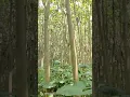 Download Lagu berada di hutan Rakyat