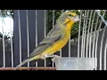 Download Lagu Mozambiquesijs bastaard / Mozambik x Kenari / Serin de Mozambique x Canari / Green singer mule