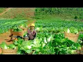 Download Lagu Harvest Napa Cabbage To Sell At The Market, Cook Napa Cabbage Soup, Garden, Raise Animals