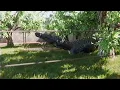 Download Lagu Jurassic Park Analog Horror: Suchomimus Found Footage