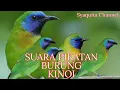 Download Lagu BURUNG KINOI, COCOK BUAT MASTERAN DAN PIKATAN